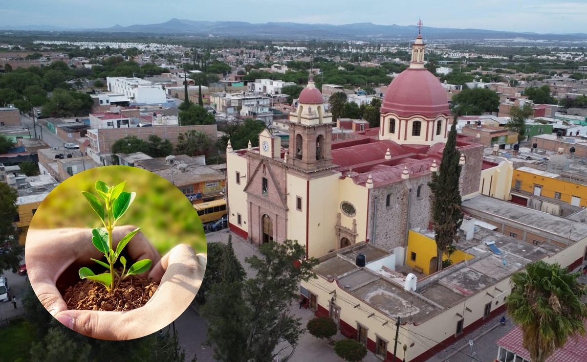 ¡Villa de Pozos se vestirá de verde! Harán histórica reforestación con más de 18 mil árboles